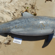A stranded dolphin exhibited freshwater lesions.
